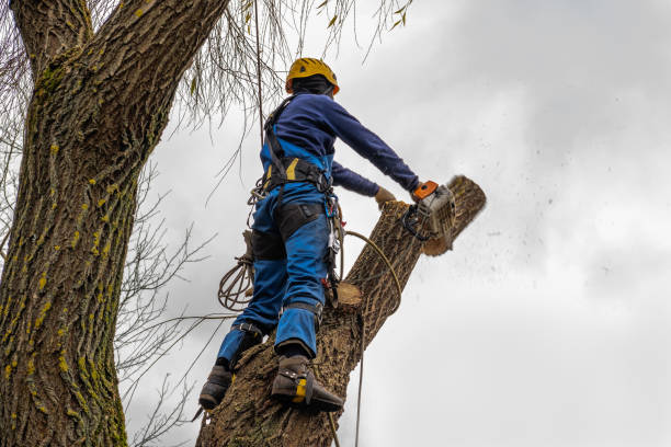 Tree Health Inspection in Woodridge, IL